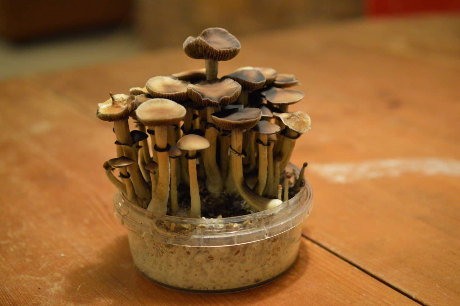 Where Can You (Legally) Buy Magic Mushrooms?