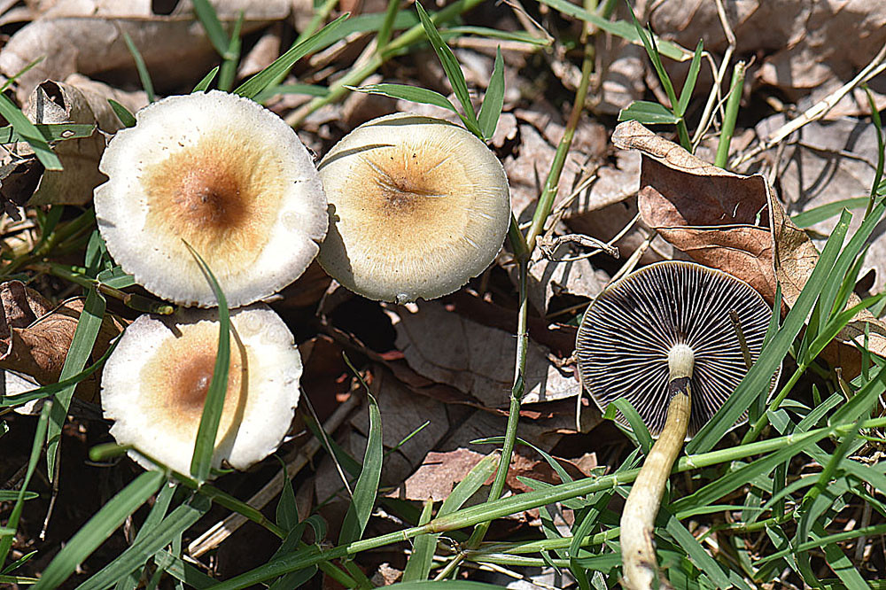 As First Psilocybin Center Comes to Colorado, How Is the Rollout Going?
