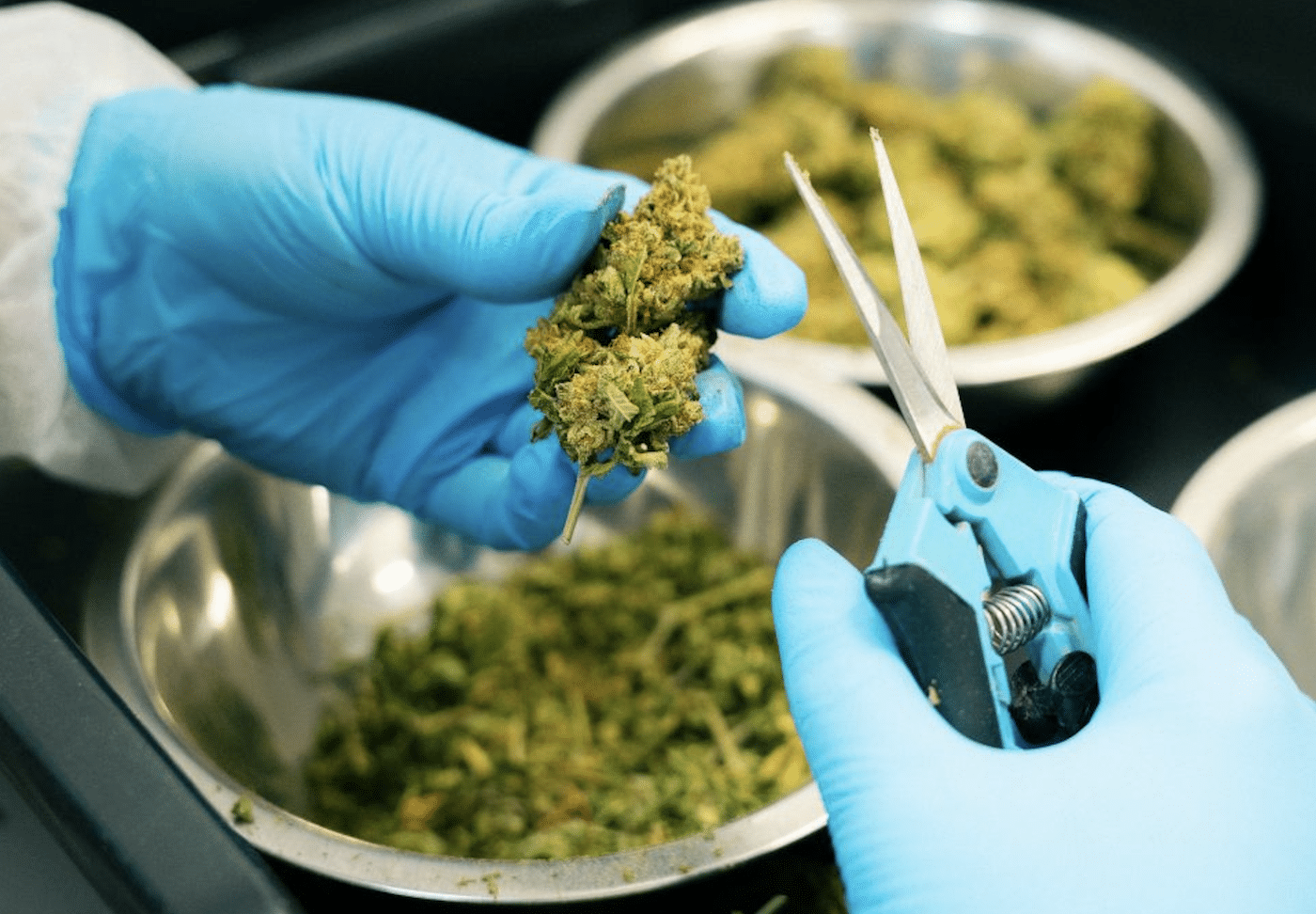 Maine Ballot Bid Aims to Roll Back Voter-Approved Marijuana Legalization