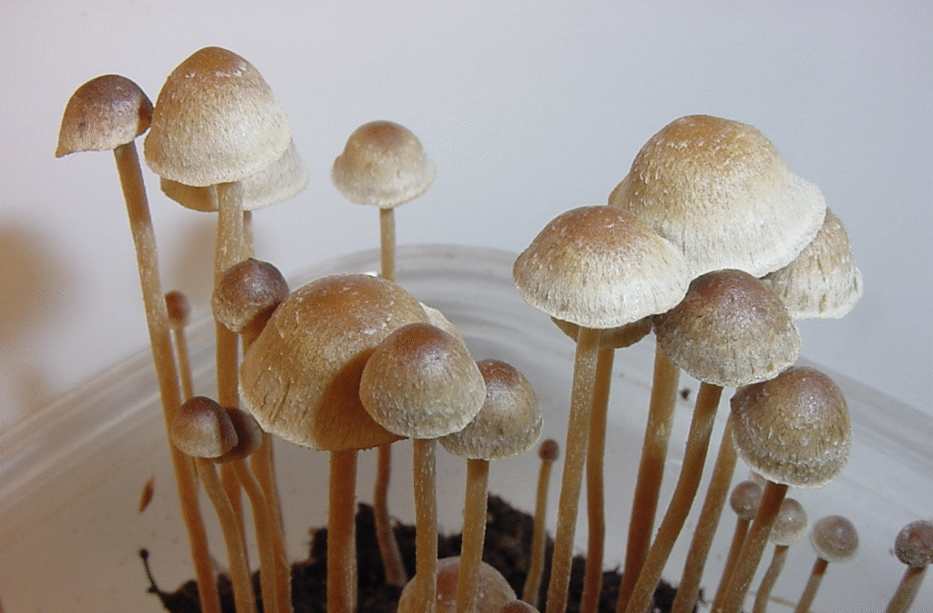 Will Public Support for Legalizing Psychedelics Follow Marijuana’s Path?