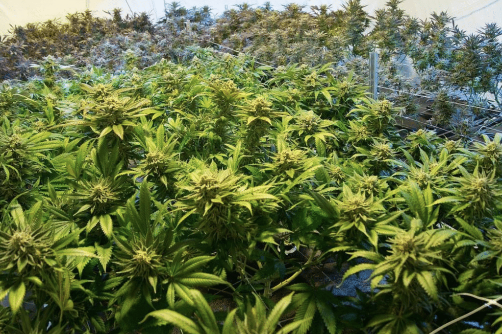 New Hampshire Senate Kills Latest Marijuana Legalization Bill