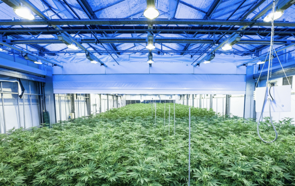 Virginia Governor to Decide on Raft of Marijuana Bills, Including Legal Sales