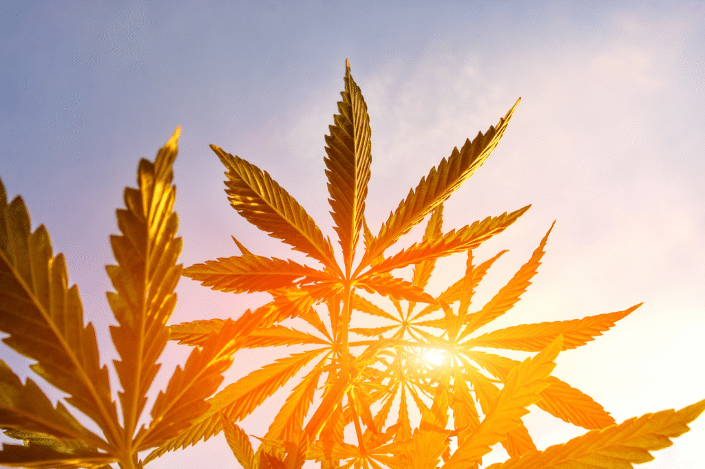 Why We Formed the Latino Cannabis Alliance