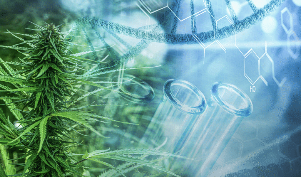 DOJ Reclassifies Medical Marijuana as Schedule III, Sets New Hearing Date